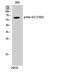Mst1/Mst2 antibody, A02224T183, Boster Biological Technology, Western Blot image 