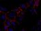 CXADR Ig-Like Cell Adhesion Molecule antibody, GTX02123, GeneTex, Immunocytochemistry image 
