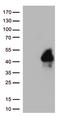 T Cell Immunoreceptor With Ig And ITIM Domains antibody, TA813033S, Origene, Western Blot image 
