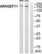 Rho Guanine Nucleotide Exchange Factor 11 antibody, TA314973, Origene, Western Blot image 
