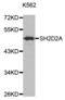 SH2 domain-containing protein 2A antibody, abx002390, Abbexa, Western Blot image 