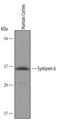 Syntaxin 6 antibody, AF5664, R&D Systems, Western Blot image 