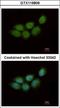 Zinc Finger CCHC-Type Containing 4 antibody, GTX119809, GeneTex, Immunocytochemistry image 