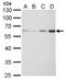 Fibroblast Growth Factor Receptor Like 1 antibody, PA5-21516, Invitrogen Antibodies, Western Blot image 