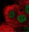 PTPRF Interacting Protein Alpha 4 antibody, NBP2-31573, Novus Biologicals, Immunofluorescence image 