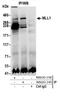 p180 antibody, NB600-248, Novus Biologicals, Immunoprecipitation image 