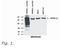 Heat shock protein HSP 90-alpha antibody, AM26034PU-N, Origene, Western Blot image 
