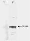 Left-Right Determination Factor 2 antibody, orb88273, Biorbyt, Western Blot image 