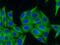 Keratin 18 antibody, FNab02206, FineTest, Immunofluorescence image 