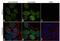 GATA binding protein 3 antibody, 14-9966-82, Invitrogen Antibodies, Immunofluorescence image 