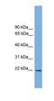 Jun dimerization protein 2 antibody, orb324698, Biorbyt, Western Blot image 