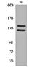 Filaggrin antibody, orb159675, Biorbyt, Western Blot image 