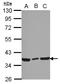 Coiled-Coil Domain Containing 50 antibody, LS-C155549, Lifespan Biosciences, Western Blot image 