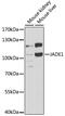 Jade Family PHD Finger 1 antibody, GTX32786, GeneTex, Western Blot image 