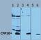 ESAT-6-like protein EsxB antibody, PA1-19445, Invitrogen Antibodies, Western Blot image 