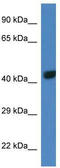 T-Box 10 antibody, TA344483, Origene, Western Blot image 