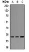 Surfactant Protein A1 antibody, orb234964, Biorbyt, Western Blot image 