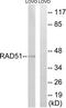 Reca antibody, TA312606, Origene, Western Blot image 