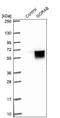 Golgin, RAB6 Interacting antibody, NBP1-92371, Novus Biologicals, Western Blot image 