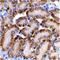 CAD protein antibody, orb74343, Biorbyt, Immunohistochemistry paraffin image 