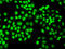 General Transcription Factor IIF Subunit 1 antibody, MBS126250, MyBioSource, Immunofluorescence image 