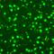 Minichromosome Maintenance Complex Component 2 antibody, orb76164, Biorbyt, Immunofluorescence image 