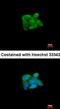 Sulfite oxidase, mitochondrial antibody, orb69934, Biorbyt, Immunofluorescence image 