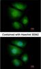 Ring Finger Protein 13 antibody, NBP1-31251, Novus Biologicals, Immunocytochemistry image 