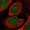 Cytochrome B5 Reductase Like antibody, NBP2-13889, Novus Biologicals, Immunocytochemistry image 