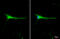 Thy-1 Cell Surface Antigen antibody, GTX130072, GeneTex, Immunocytochemistry image 