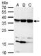 Chromosome 11 Open Reading Frame 54 antibody, GTX107093, GeneTex, Western Blot image 