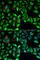 Guanine Deaminase antibody, A6441, ABclonal Technology, Immunofluorescence image 