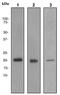 p21 antibody, ab109199, Abcam, Western Blot image 