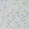 Aspartyl-TRNA Synthetase antibody, 22-323, ProSci, Immunoprecipitation image 