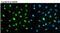 Cyclin H antibody, MA3-025, Invitrogen Antibodies, Immunofluorescence image 