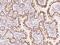 Mucin Like 3 antibody, 203070-T08, Sino Biological, Immunohistochemistry paraffin image 