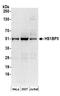 HCLS1 Binding Protein 3 antibody, A304-667A, Bethyl Labs, Western Blot image 