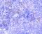 SRY-Box 9 antibody, NBP2-67690, Novus Biologicals, Immunohistochemistry paraffin image 