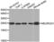 Neurogenin 1 antibody, LS-C332367, Lifespan Biosciences, Western Blot image 