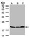 Lag antibody, PA5-28092, Invitrogen Antibodies, Western Blot image 