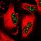 Cyclin J Like antibody, HPA049970, Atlas Antibodies, Immunofluorescence image 