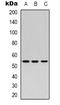 Secretogranin-3 antibody, orb339088, Biorbyt, Western Blot image 