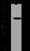 gp80 antibody, 310542-T32, Sino Biological, Western Blot image 