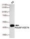 POU Class 5 Homeobox 1 antibody, STJ99042, St John
