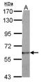 Dynein Axonemal Assembly Factor 1 antibody, NBP2-17171, Novus Biologicals, Western Blot image 