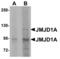 Jhdm2a antibody, TA306828, Origene, Western Blot image 
