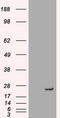 Neurogenin 1 antibody, CF500354, Origene, Western Blot image 