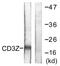 CD247 Molecule antibody, A02421-1, Boster Biological Technology, Western Blot image 