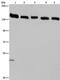 Importin 4 antibody, PA5-50433, Invitrogen Antibodies, Western Blot image 