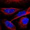 Exosome Component 1 antibody, NBP1-84523, Novus Biologicals, Immunofluorescence image 